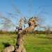 Foto scattata da Ivano Gioffreda nei primi giorni di ottobre: l'albero era considerato morto